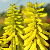 'Lemon Popsicle™' HOT POKER