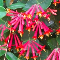 'Major Wheeler' Honeysuckle