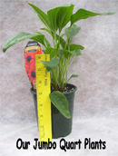 Our Jumbo Quart Pots