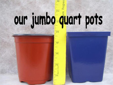 Our Jumbo Quart Plants