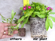 Others Our Plants