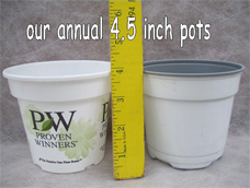 Our 4.5" Pot