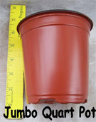 Our Jumbo Quart Plants